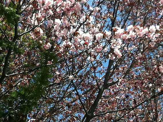 桜