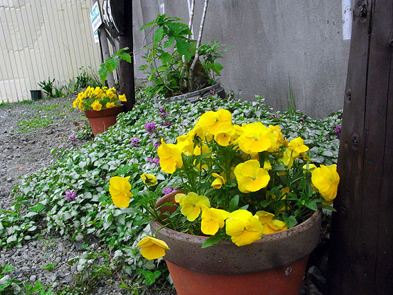 駐車場の花たち