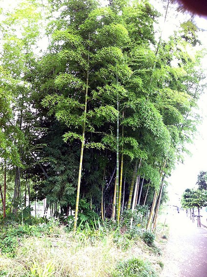 鳥羽中の竹林