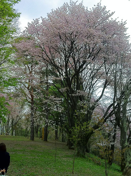 桜