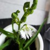 記事:頂いたお花たちがいっせいに咲き始めた!のサムネイル画像