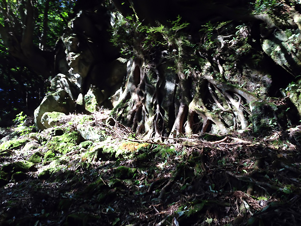 岩と木の根のオブジェ