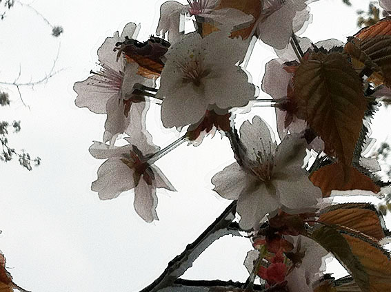朝日ヶ丘公園の桜