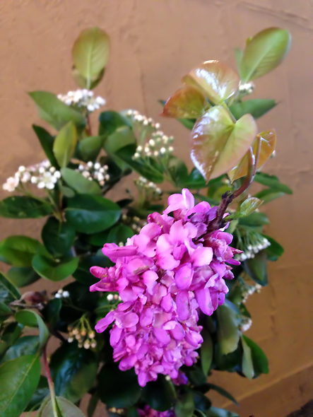 床の間の花