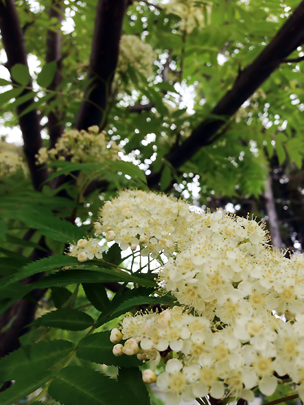 ななかまどの花