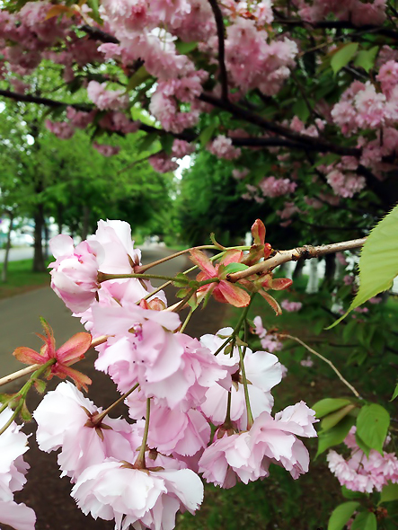 八重桜