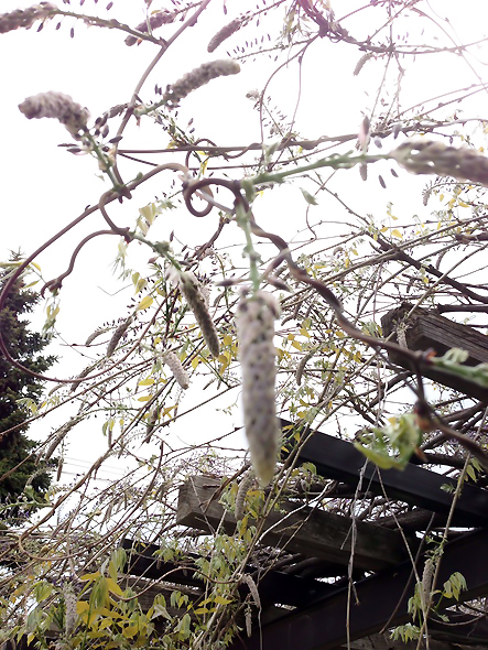 藤だな