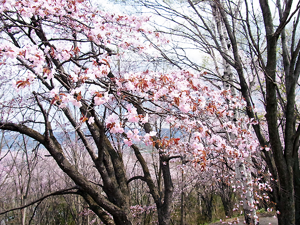 富良野 朝日ヶ丘公園