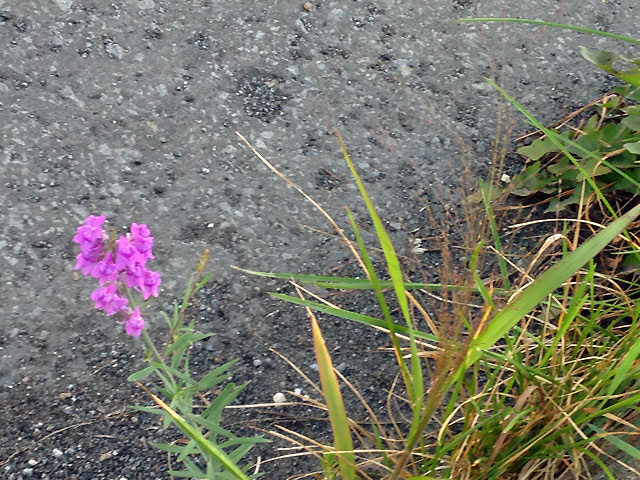 路肩の小さな花