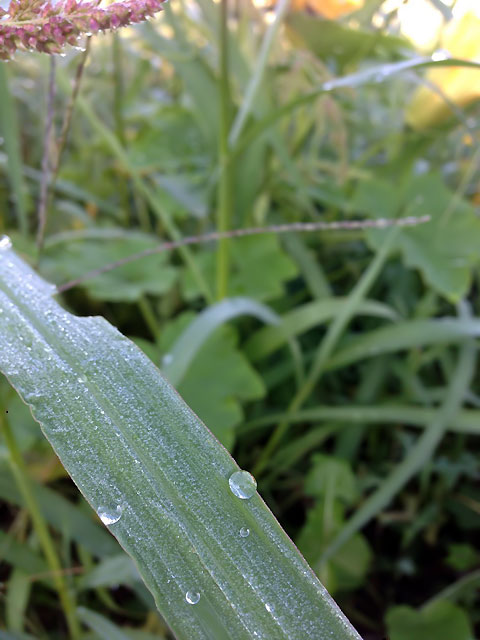 朝露
