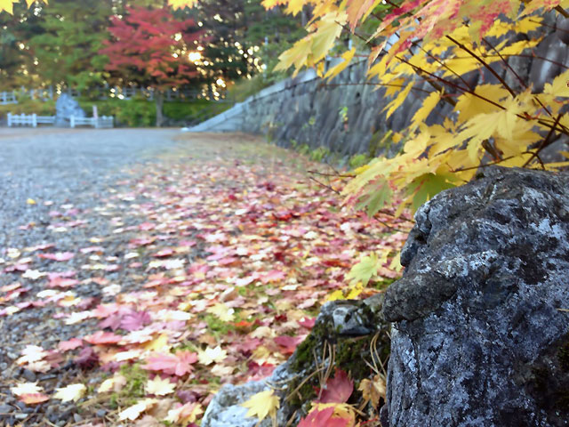 紅葉の絨毯