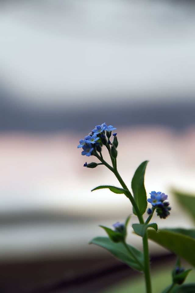 野原によく咲く花