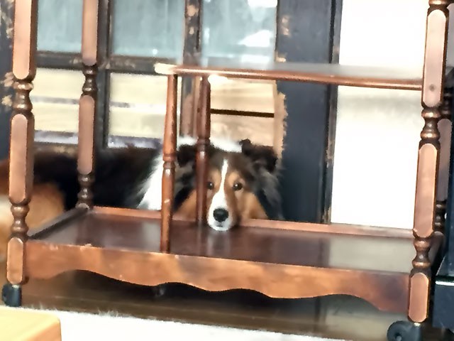 ボンド