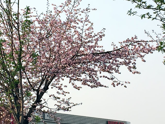 桜