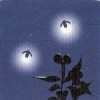 記事:蛍・共生・PTA1のサムネイル画像