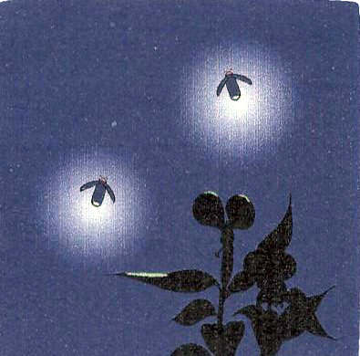 蛍
