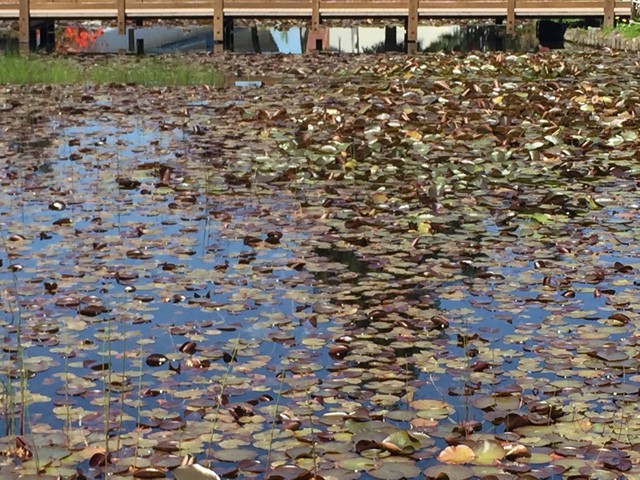 はす池公園