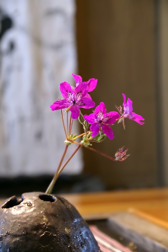 IMGP1608