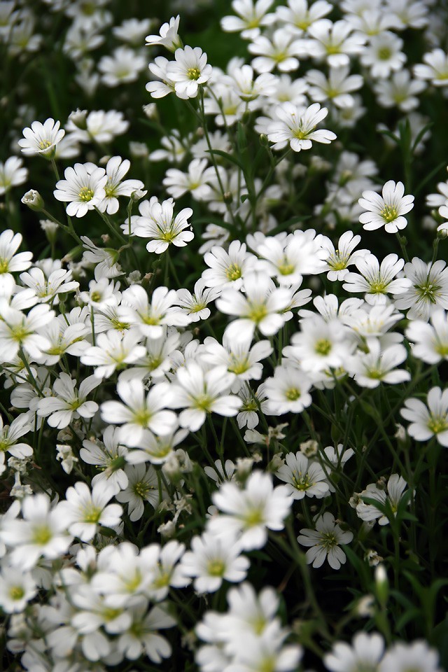 白い花