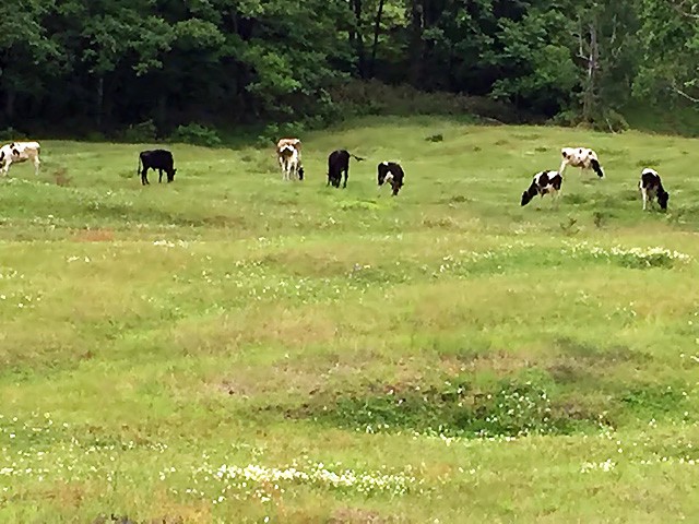 斉藤牧場