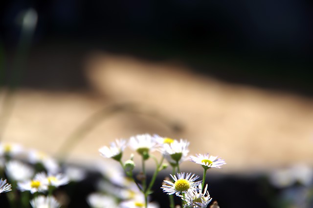 駐車場の野の花