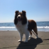 記事:初めての海のサムネイル画像